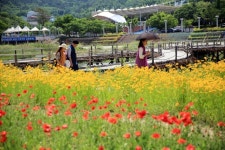 남원시 요천변 꽃단지 관광명소로 인기