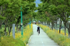 정읍시, 지속적으로 단풍나무 심고 가꾸는데 주력