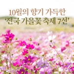 [카드뉴스]10월의 향기 가득한 ‘전국 가을꽃 축제 7선’