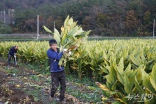 진도군, 울금산업 특구 지정…171억 확보