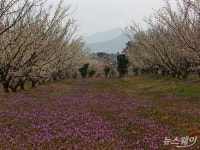 설레는 ‘봄꽃 여행’ ...“남도에서 즐기세요”