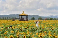 [포토] 장성 황미르랜드 해바라기 꽃길 위에서…인생샷 완성!