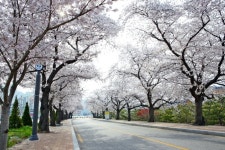 정읍시, ‘눈꽃처럼 화사한 벚꽃로’ 명성 유지 나서