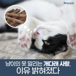 [카드뉴스]고양이의 못 말리는 개다래 사랑, 이유 밝혀졌다