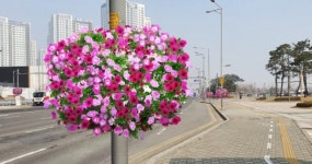 인천경제청, 청라국제도시 청라대로 왕복 4㎞구간에 꽃길 조성