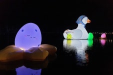 낙동강 경천섬에 초대형 오리가 알을 낳았어요