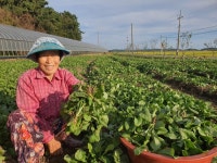 보성군, 가을들녘 고들빼기 수확 한창