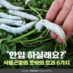 [카드뉴스]‘항암에 당뇨 예방까지’ 식용곤충의 뜻밖의 효과 6가지