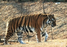 [NW포토]‘2022새해’ 백두산호랑이 기운으로 위기를 이겨내자!