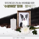 [상식 UP 뉴스]무지개다리 건너는 반려동물 위한 수분해장 장례…방식은?