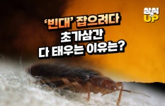 [상식 UP 뉴스]빈대 잡으려다 초가삼간 다 태우는 이유는?