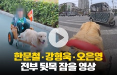 아이 태운 수레를 끄는 개 동물학대 아냐?