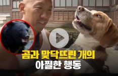 곰과 맞닥뜨린 개의 아찔한 행동