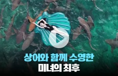 상어와 함께 수영하는 몰디브 관광 상품···정말 안전할까?