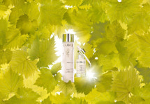 꼬띠아르갈락토미세스울트라엑티브트리트먼트에센스