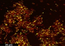 제이비바이오텍, 변이바이러스에 강한 구제역 백신 개발 성공