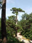국가숲길로 추가 지정, 명품 숲길로 관리