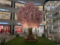 현대프리미엄아울렛 대전점, 4월 1일~10일까지 벚꽃 페스티벌