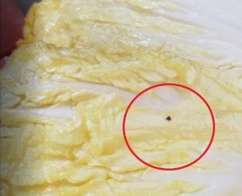 온라인서 주문한 절임배추, 김장 당일 취소에 벌레 들끓는 품질 논란까지