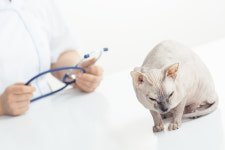 수의사법 개정안 국회 통과...동물병원 진료비 사전고지 의무화