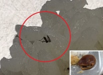 [노컷영상] 대학교 기숙사 식당, 밥에 파리 사체 붙어 있고 짜장 소스엔 감 씨까지