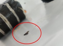 [포토뉴스] 먹기 겁나네...편의점 즉석식품서 벌레·비닐 등 이물 속출