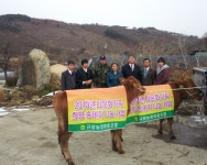 농협부여군지부, 은산지역 다문화가족에게 희망 송아지 전달