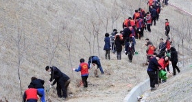 나무심기 행렬