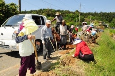 태안 원북면 반계1리 영산홍 꽃길 조성