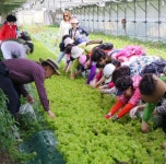 충주 장안농장 체험형 채식뷔페 개장