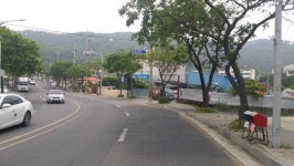 진액 떨어지는 가로수 교체를