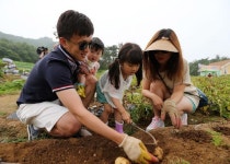 제13회 팔봉산 감자축제, 5만명 방문… 농산물 1억 7000만원 판매