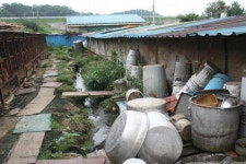 보신용 개 불법 사육·도축 모자라 배설물까지 방류하는데