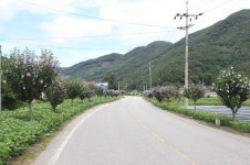 진천 무궁화 가로수길 명품 인정