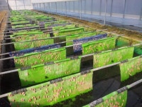 괴산농기센터 우렁이 양식장 운영