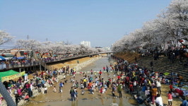 금산천 봄꽃축제 송어잡기체험 인기만점