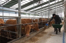 옥천 한우농가 도우미 호응