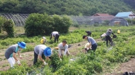부여 외산면사무소 휴경지 감자 수확