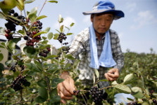 神이 내린 선물 태안 아로니아 수확