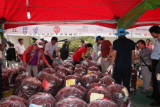 관광협력형 탈바꿈… 청양고추·구기자축제 성료