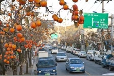 영동군 전국 최장 감나무길 조성