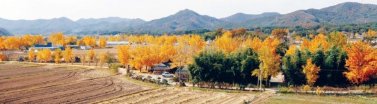 보령 청라 은행마을 황금빛 초대