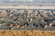 서산버드랜드 철새기행전 31일부터