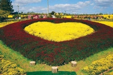 서산국화축제·철새기행전 동시 개막