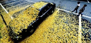 황금 비 우수수