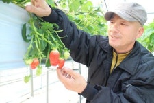 영동군 심천면 겨울딸기 수확 한창