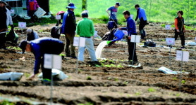 텃밭 행복 심어요