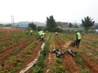 한국국토정보공사 서산지사, 감자 수확 일손돕기