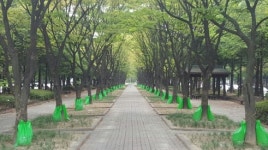 연일 불볕더위에 대전 둔산·월평동 도심공원내 숲길 인기