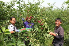 몸에 좋은 꾸지뽕 드세요